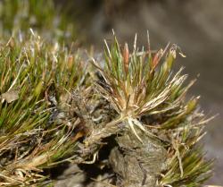 Centrolepis ciliata, flowering plants on the edge of a cushion showing spikes with extruding stamens.
 Image: K.A. Ford © Landcare Research 2013 